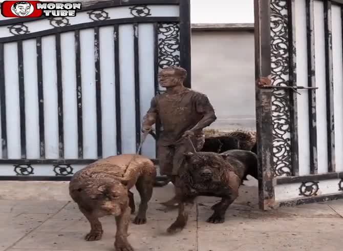 Video :A man brings his enormous dogs back from a walk